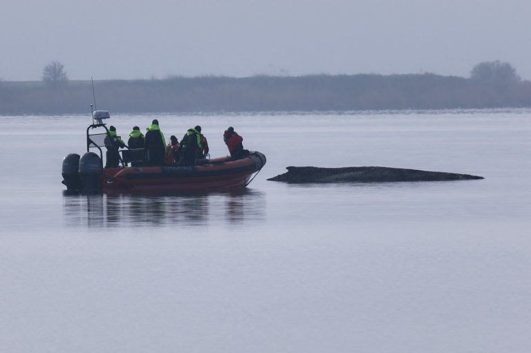 Rescuers give up hope for the humpback whale stranded in the Baltic Sea | iNFOnews.ca