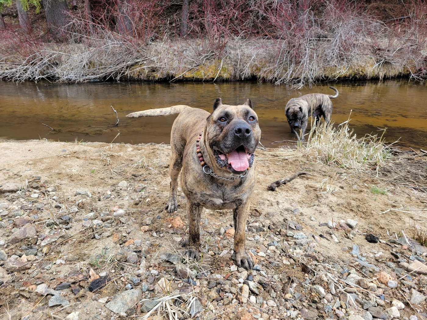 Their homes destroyed by wildfire, B.C. residents are more worried about missing pets | iNhome