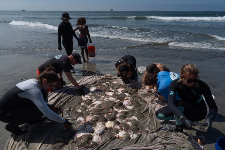 Stingray lashings up as marine heat wave off Southern California draws more to shore | iNFOnews.ca