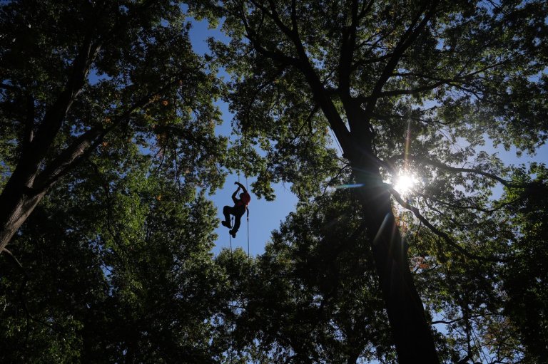 Climbers scale St. Louis trees during international tree climbing competition | iNFOnews.ca