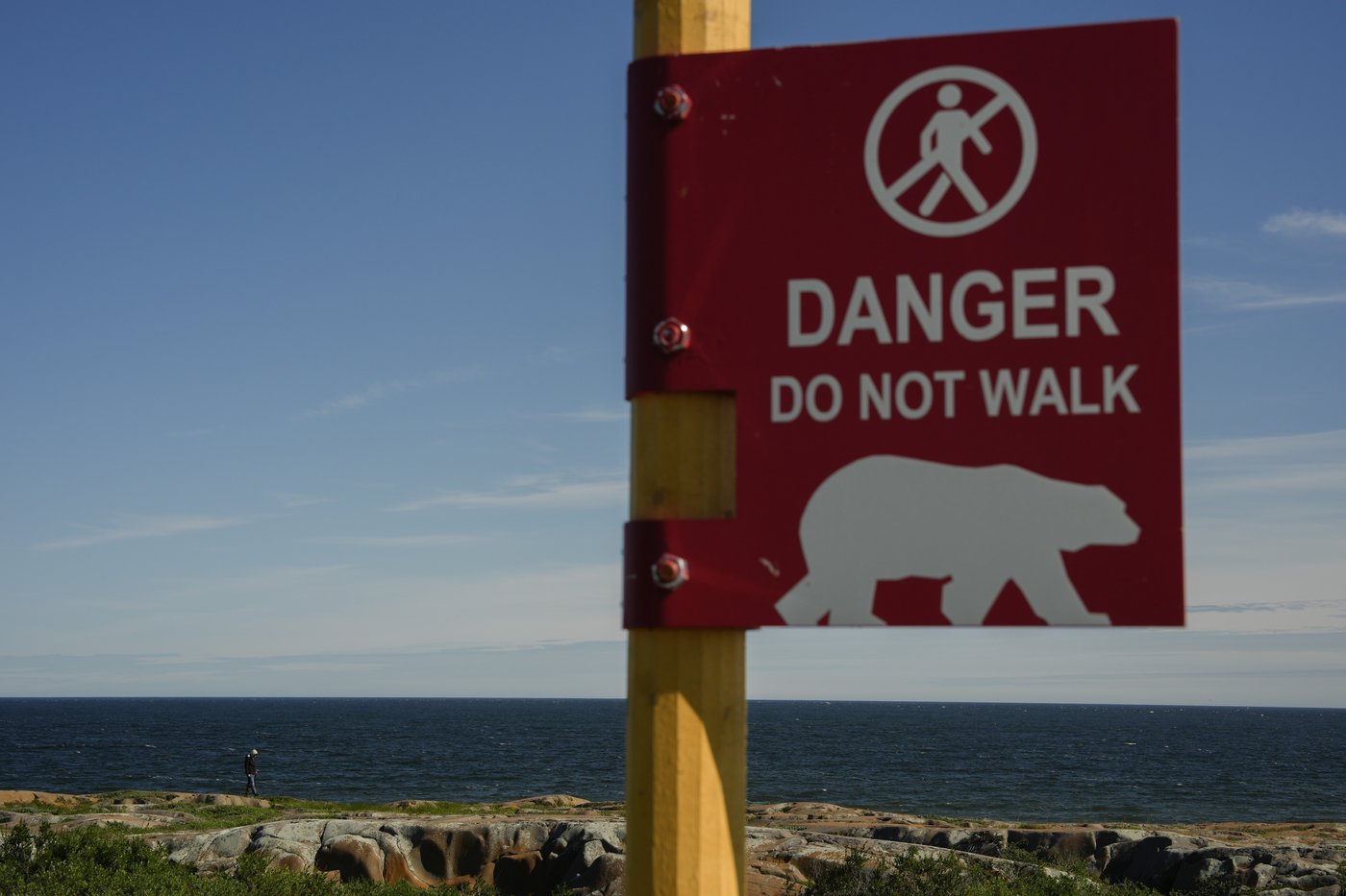 In the polar bear capital of the world, a community lives with the predator next door and loves it | iNFOnews.ca In the polar bear capital of the world, a community lives with the predator next door and loves it | iNFOnews.ca