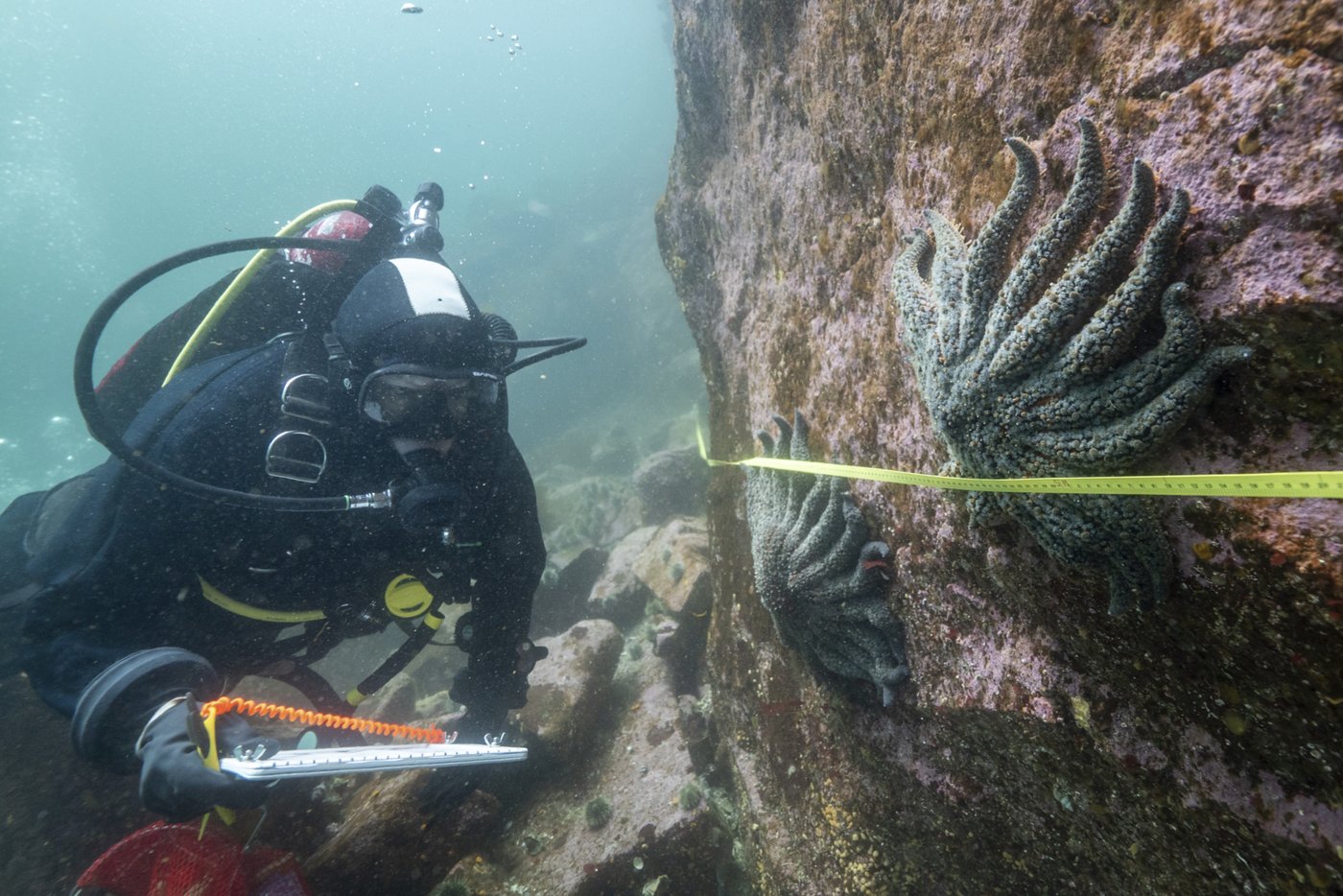 Scientists say they have solved the mystery of what killed more than 5 billion sea stars | iNFOnews.ca