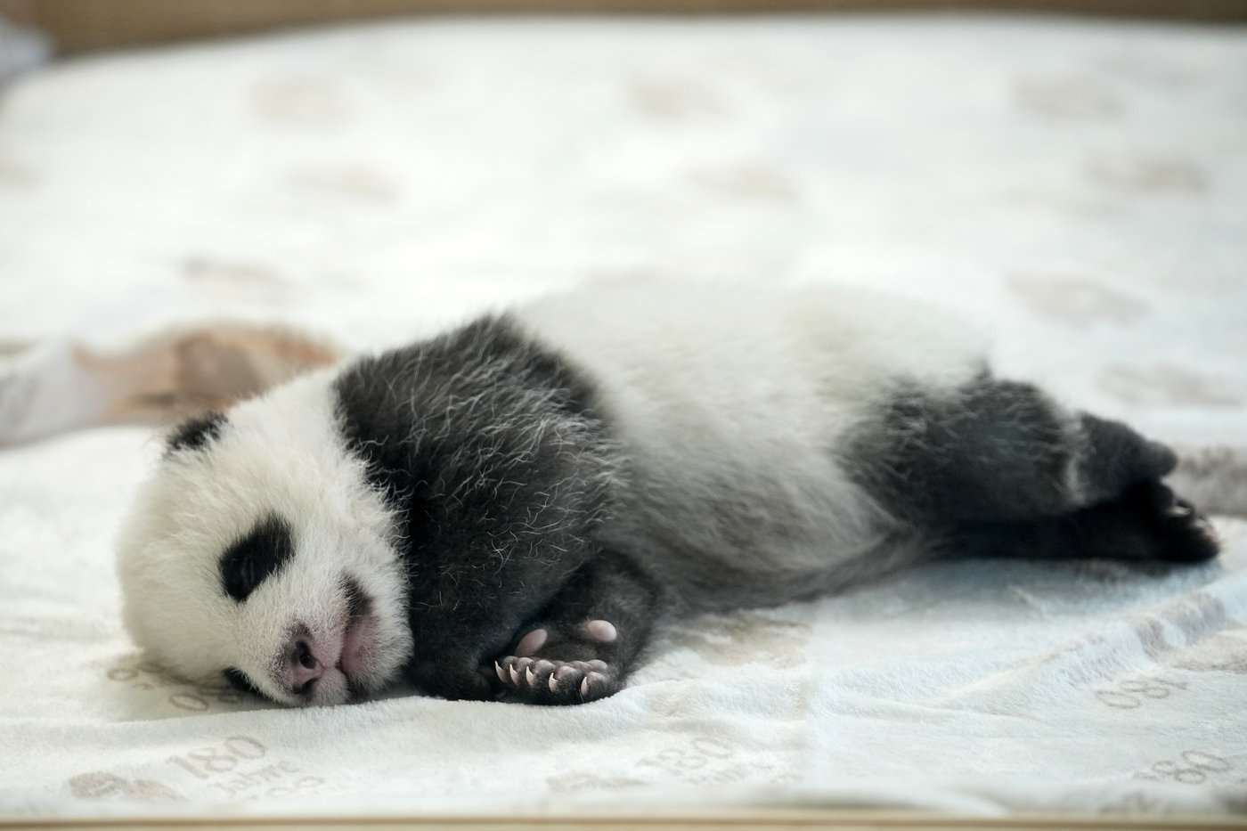 PHOTO COLLECTION: Germany Giant Pandas | iNFOnews.ca PHOTO COLLECTION: Germany Giant Pandas | iNFOnews.ca