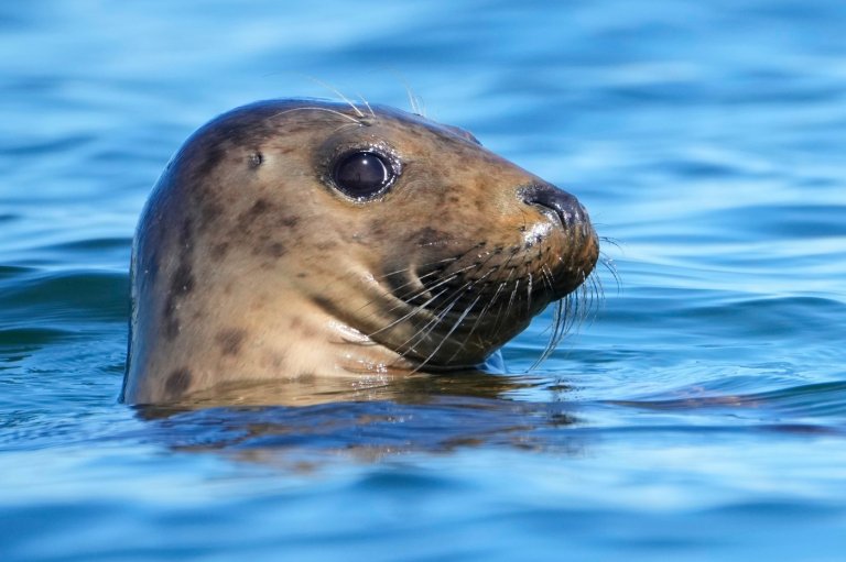 Republicans try to weaken 50-year-old law protecting whales, seals and polar bears | iNFOnews.ca