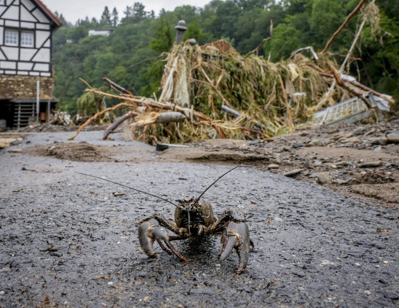 New research shows a quarter of freshwater animals are threatened with extinction | iNFOnews.ca
