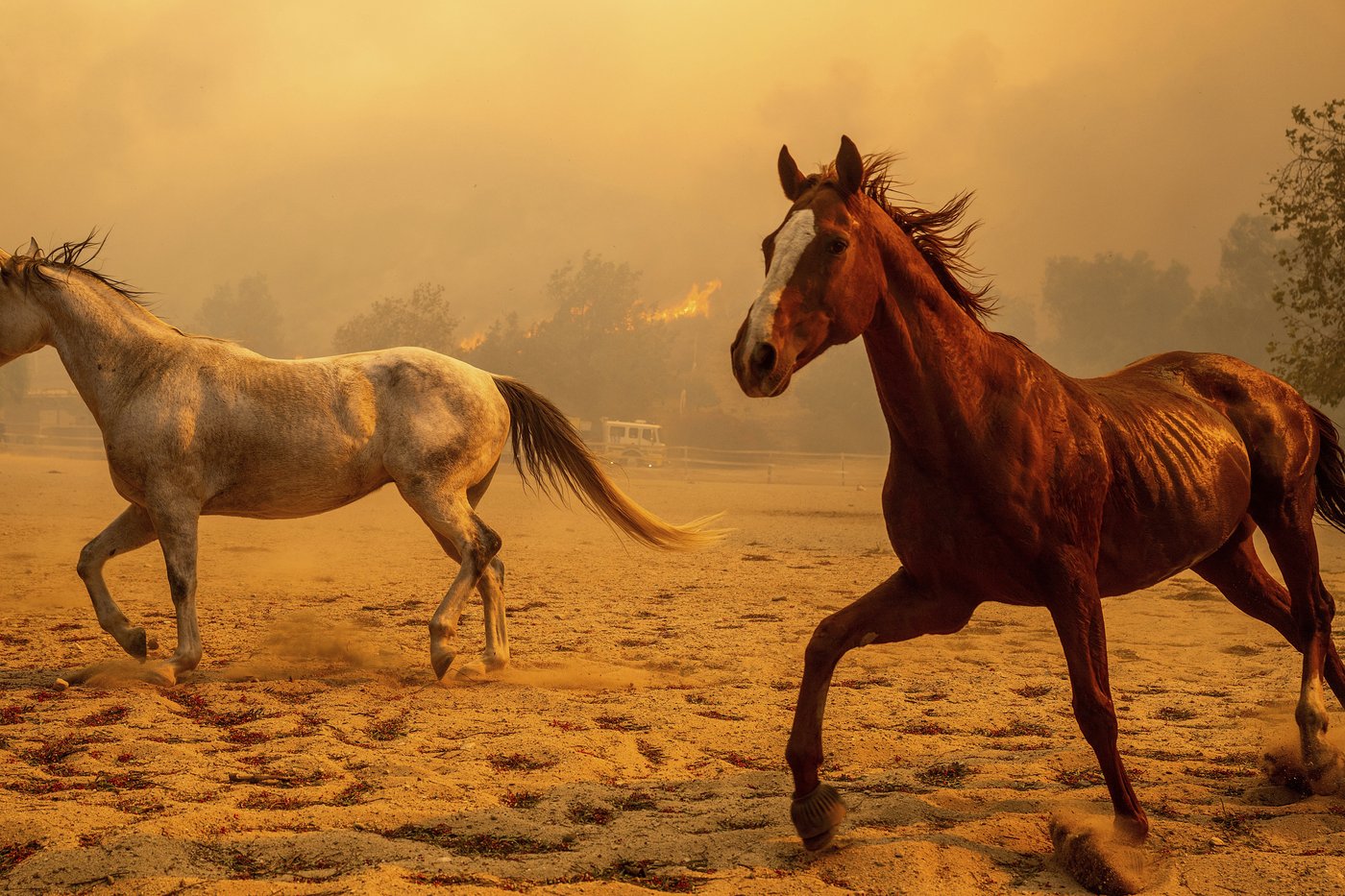 Southern California wildfire destroys 132 structures as officials look for fierce winds to subside | iNFOnews.ca