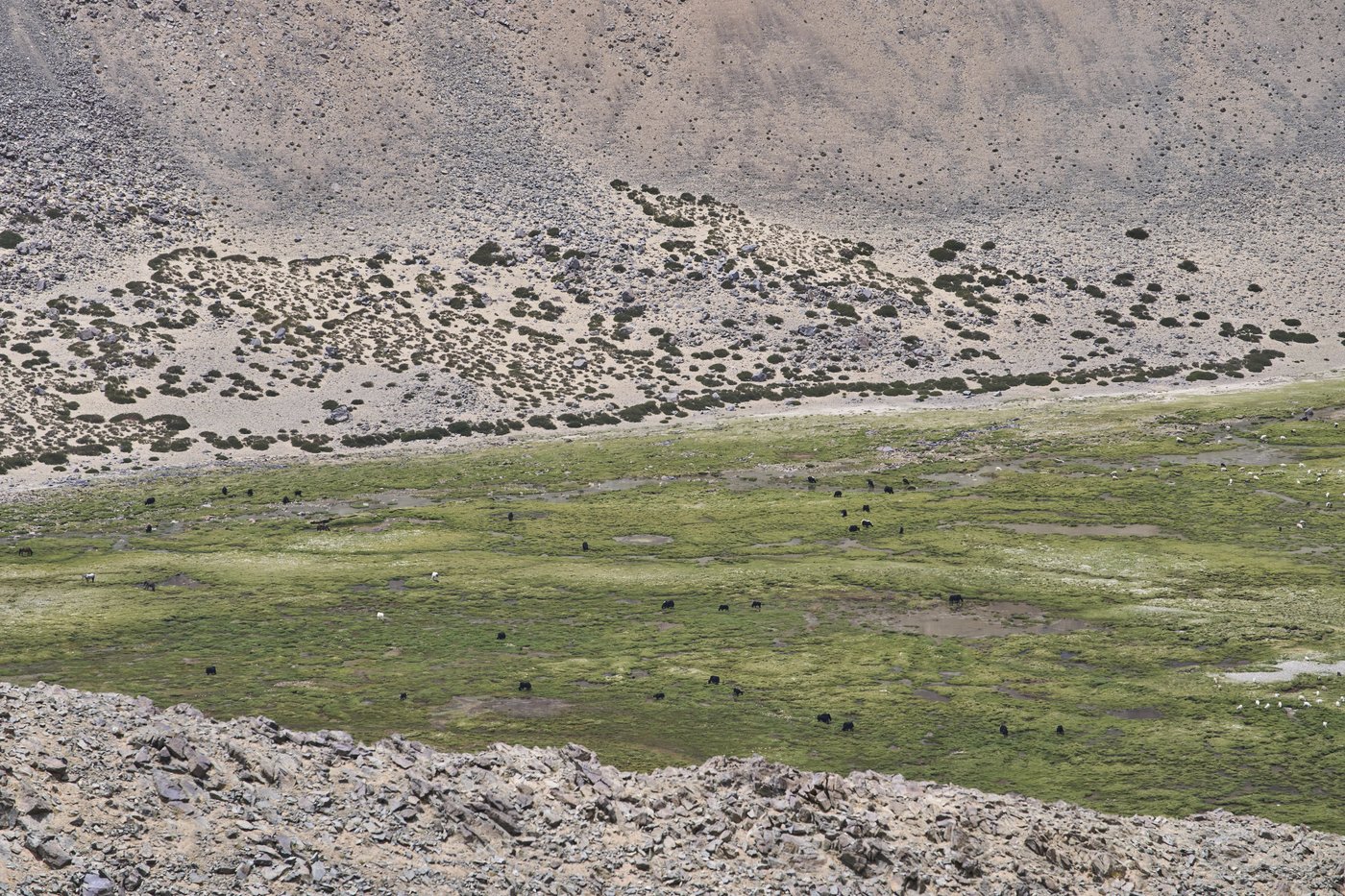 High in India’s Himalayan mountains, yak herders struggle to survive a warming world | iNFOnews.ca