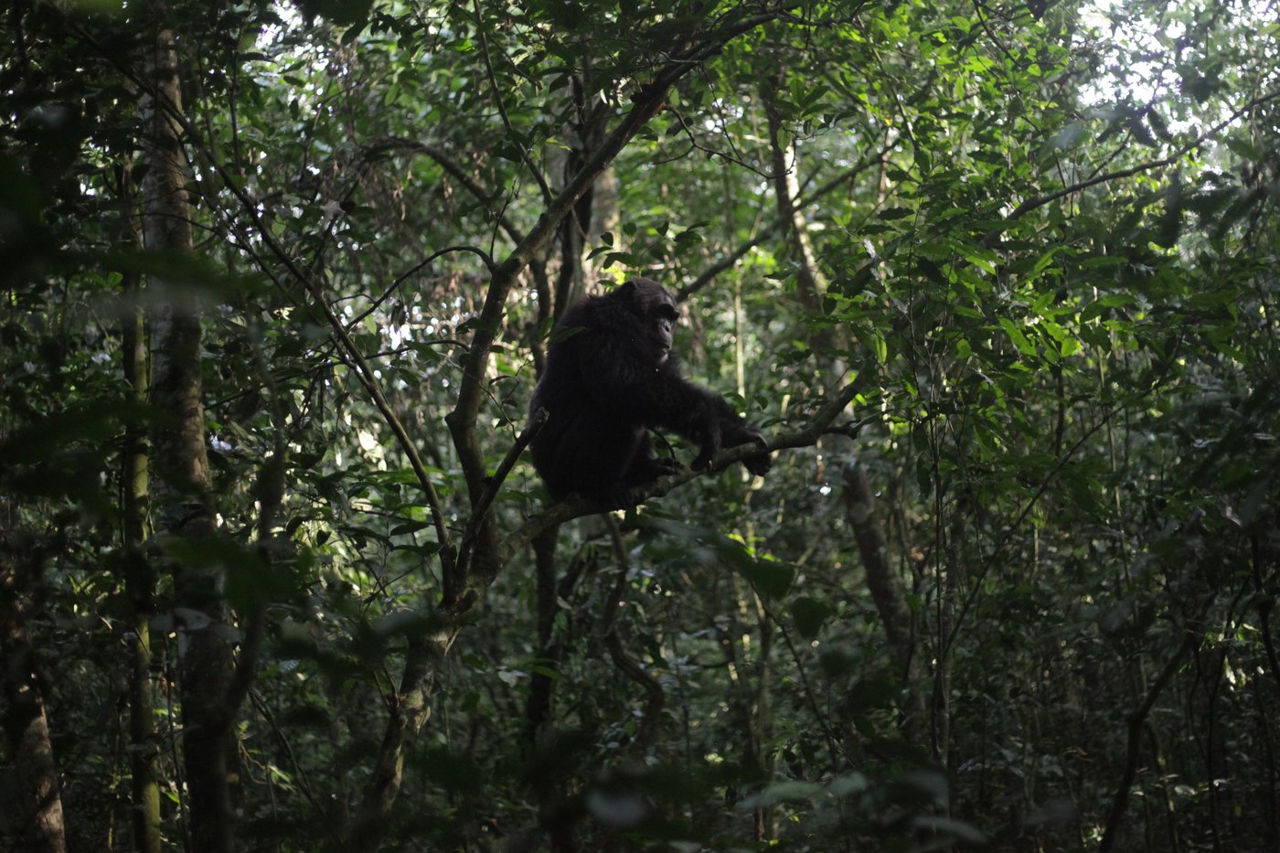 Conservationists connect with chimps in a Ugandan rainforest as they seek a sense of communion | iNFOnews.ca