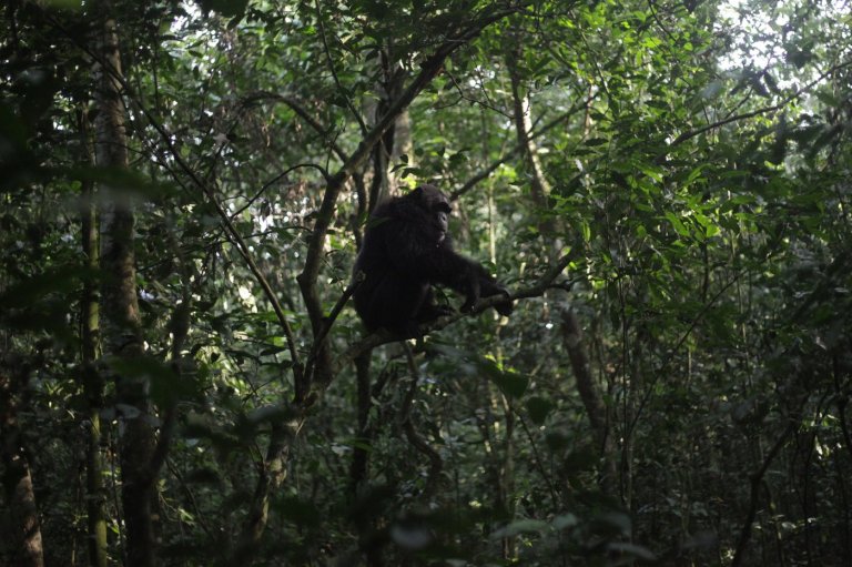 Conservationists connect with chimps in a Ugandan rainforest as they seek a sense of communion | iNFOnews.ca