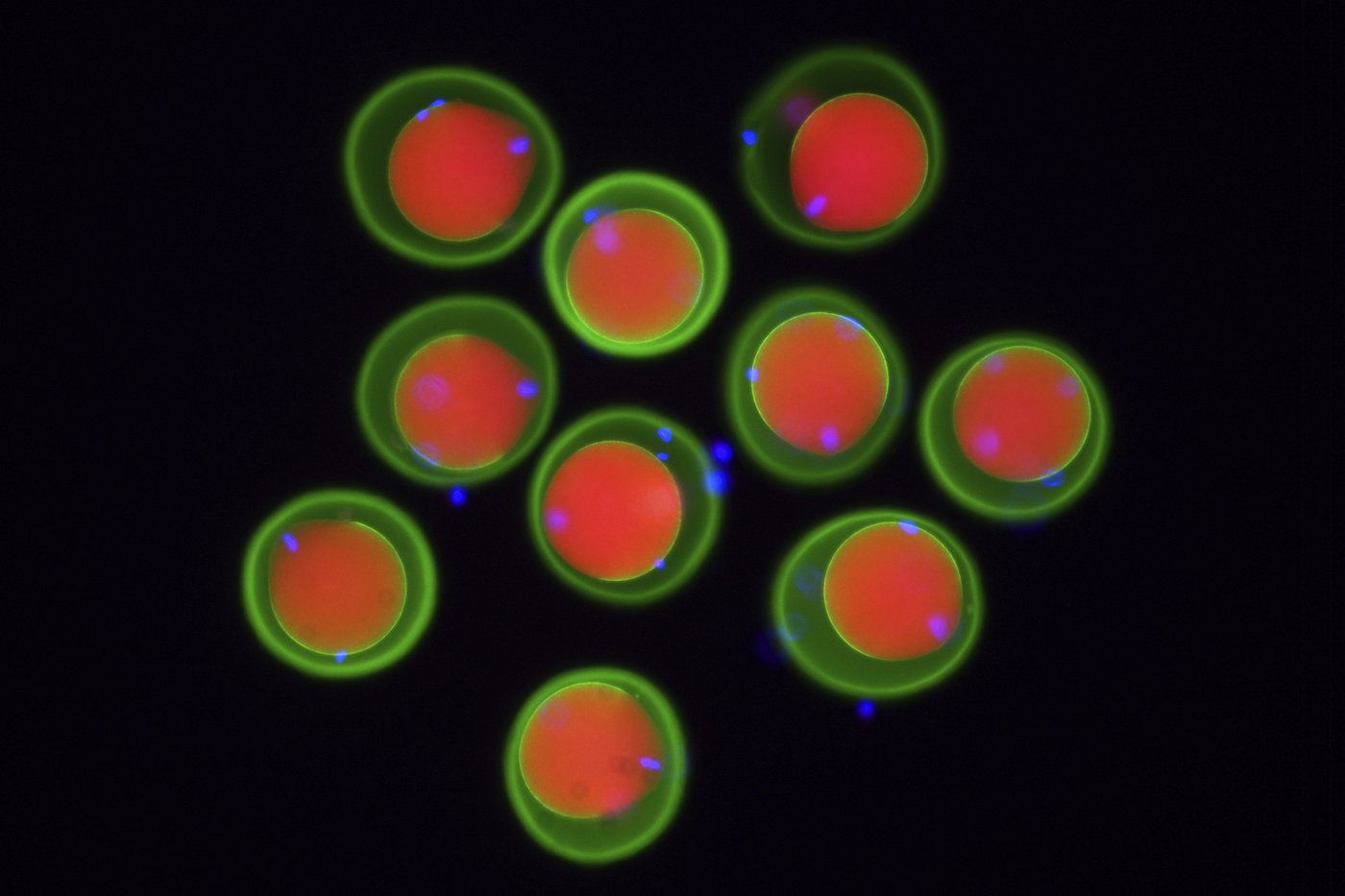Scientists show how sperm and egg come together like a key in a lock | iNFOnews.ca Scientists show how sperm and egg come together like a key in a lock | iNFOnews.ca