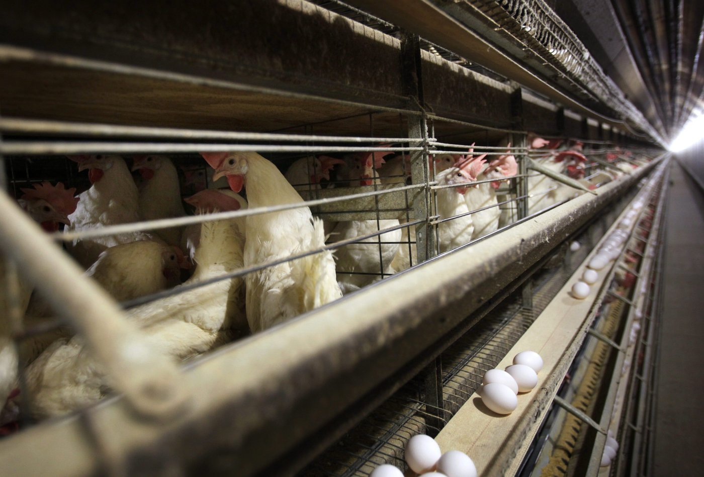 Lab confirms Canada's first case of avian flu infection in humans in B.C. | iNFOnews.ca Lab confirms Canada's first case of avian flu infection in humans in B.C. | iNFOnews.ca