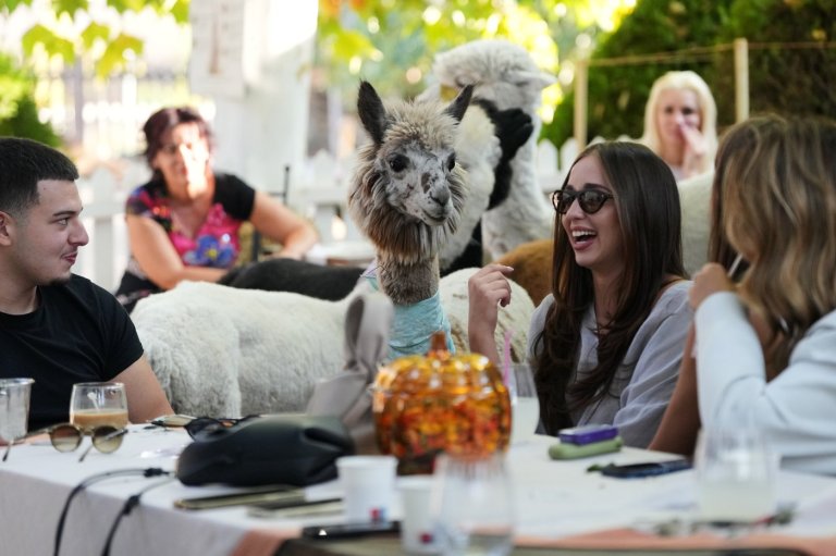 Not your everyday coffee in a Serbia cafe. Enjoy it in the company of alpacas | iNFOnews.ca