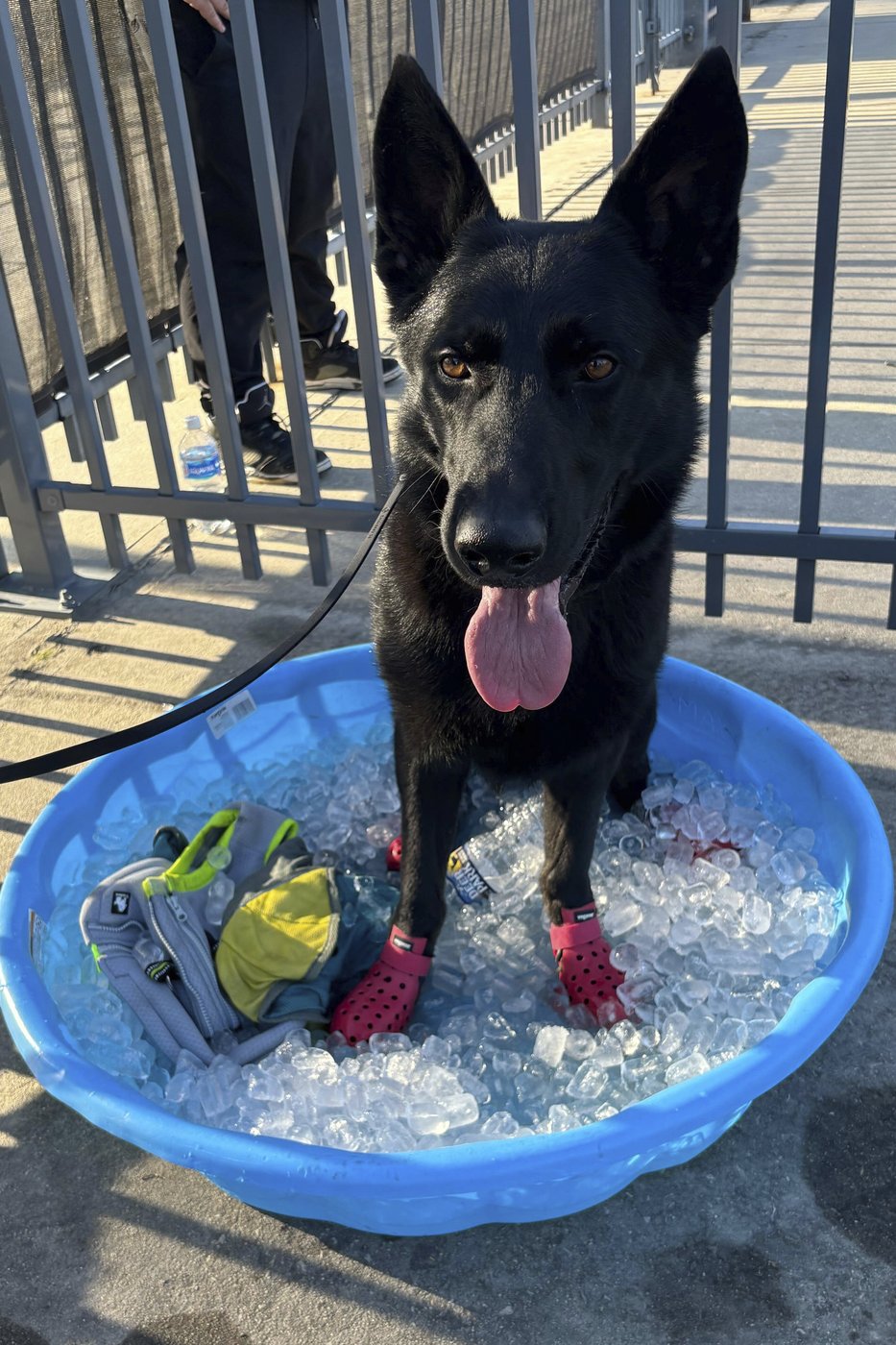 Some sniffer dogs at the Club World Cup outfitted with booties to protect their paws from the heat | iNFOnews.ca Some sniffer dogs at the Club World Cup outfitted with booties to protect their paws from the heat | iNFOnews.ca