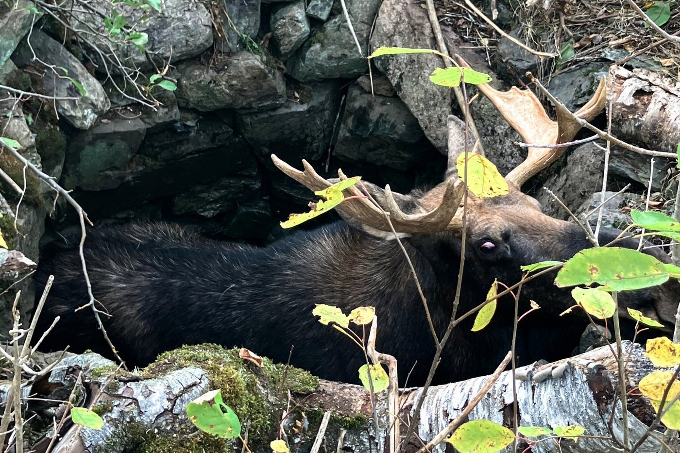 Maine wardens rescue moose trapped for hours in abandoned well | iNFOnews.ca Maine wardens rescue moose trapped for hours in abandoned well | iNFOnews.ca