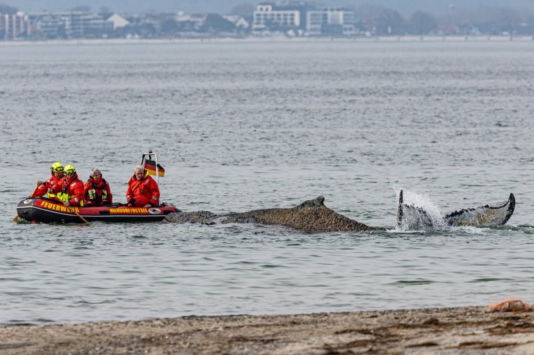 Rescuers try to refloat a stranded humpback whale in Germany’s Baltic Sea | iNFOnews.ca