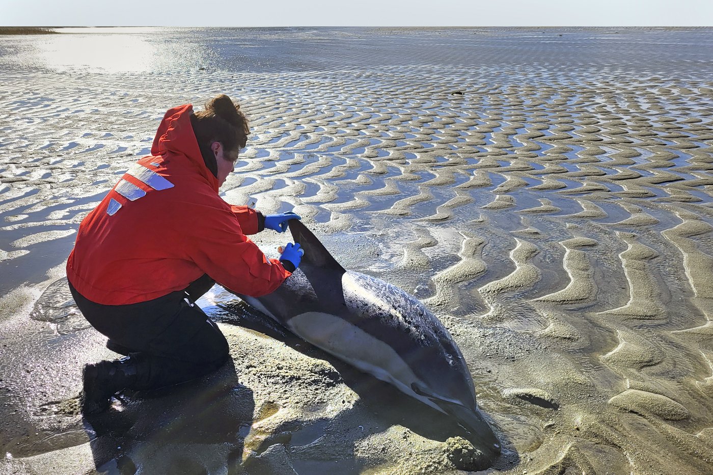 Historically bad year for dolphin strandings on Cape Cod has scientists looking for answers | iNFOnews.ca
