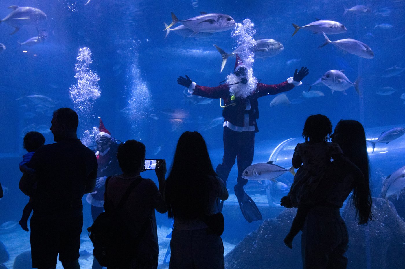 Santa Claus joins sharks for a holiday swim at a Rio de Janeiro aquarium | iNFOnews.ca