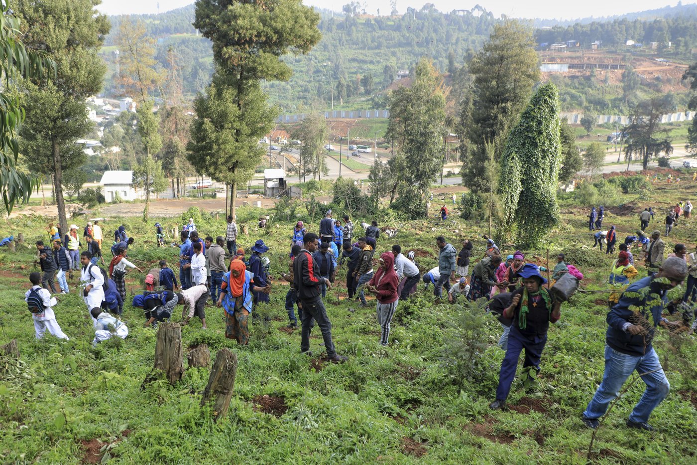 Ethiopia's national tree campaign underway with aim to plant 700 million seedlings in one day | iNFOnews.ca Ethiopia's national tree campaign underway with aim to plant 700 million seedlings in one day | iNFOnews.ca