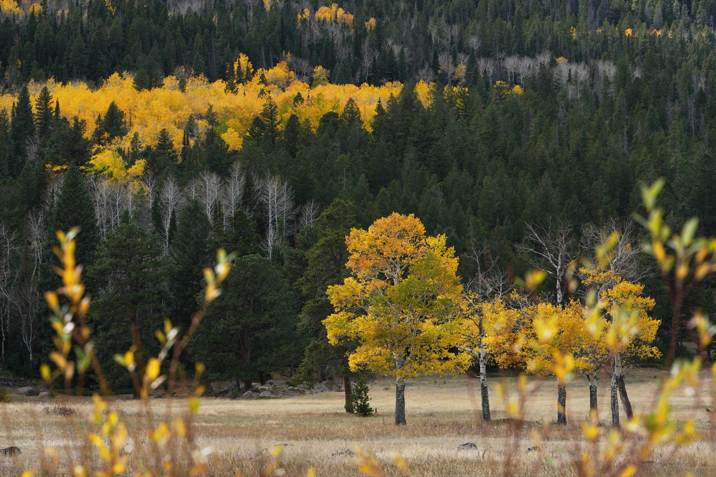 WATCH LIVE: New England's having an 'elite' year, but there's fall foliage elsewhere, too | iNFOnews.ca