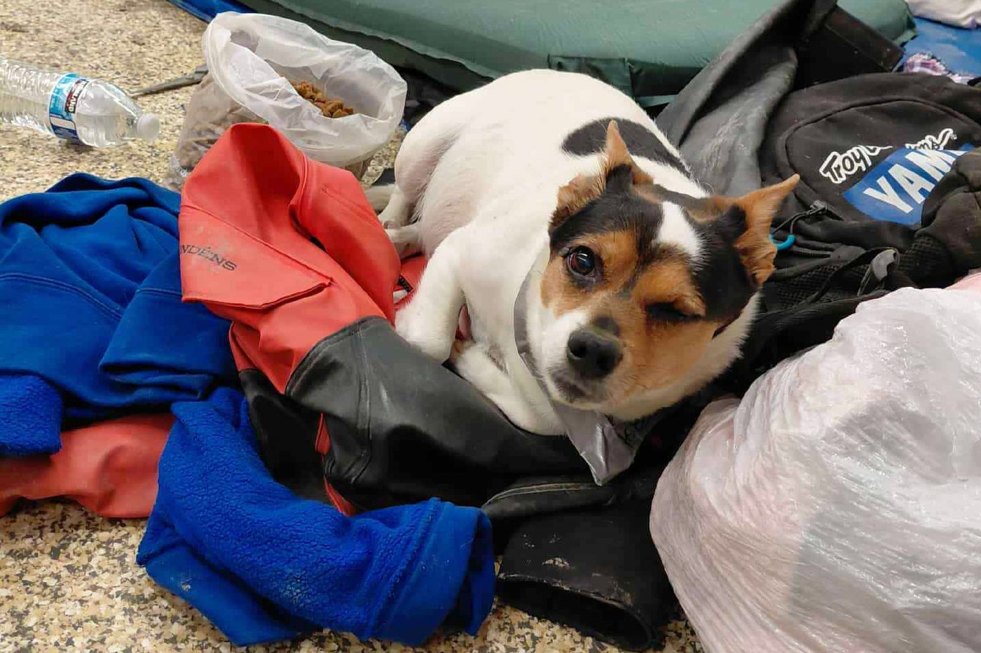 The other Alaska airlift: Volunteers save dogs from a flooded Alaska village, 1 tiny plane at a time | iNFOnews.ca