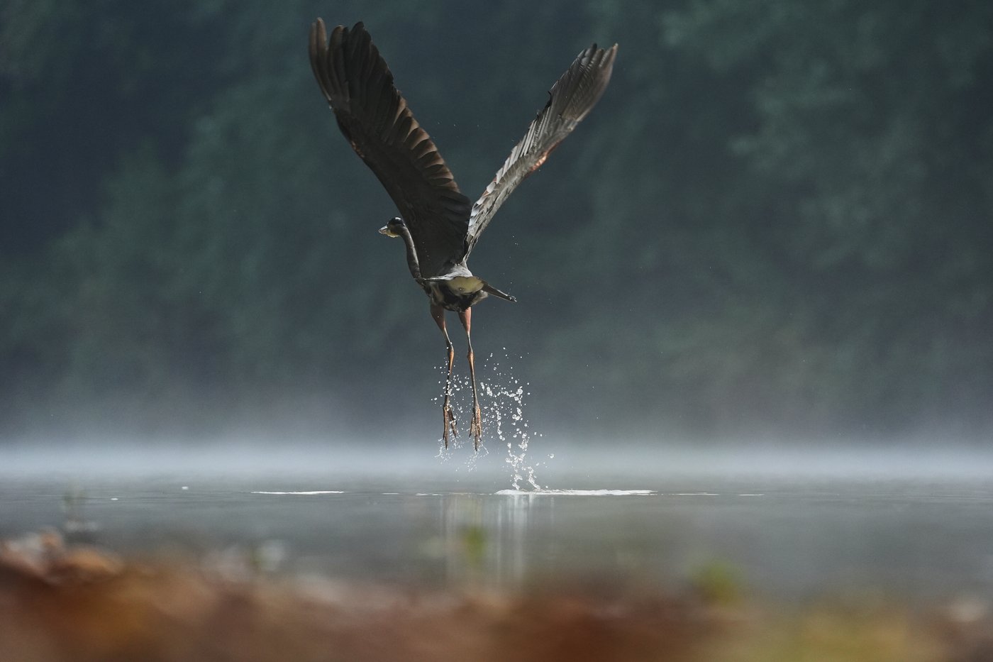 Shrinking North American bird population is getting worse faster. Experts blame agriculture, warming | iNFOnews.ca