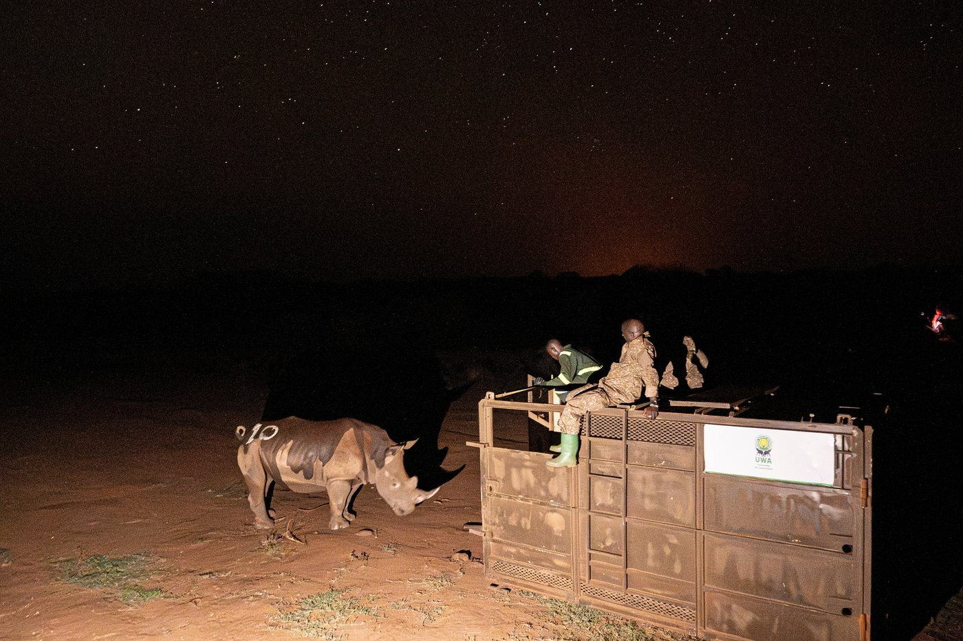Uganda reintroduces rhinos into a protected area where they have been extinct since 1983 | iNFOnews.ca