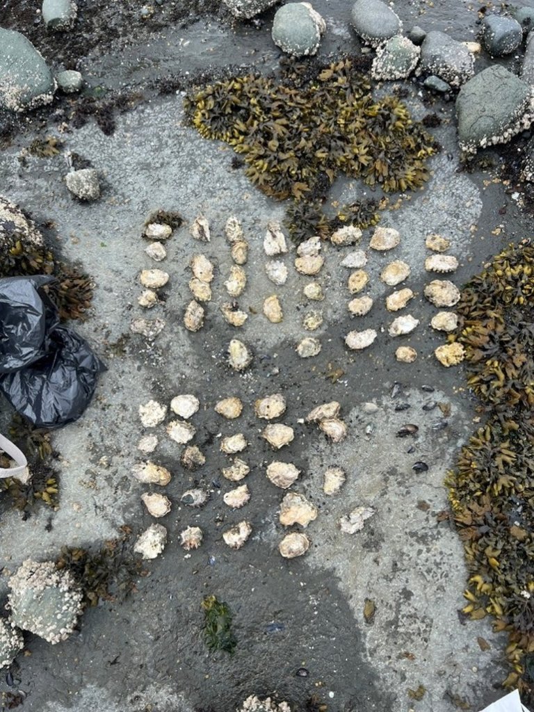 Five people fined for illegal shellfish harvesting on Vancouver Island | iNFOnews.ca