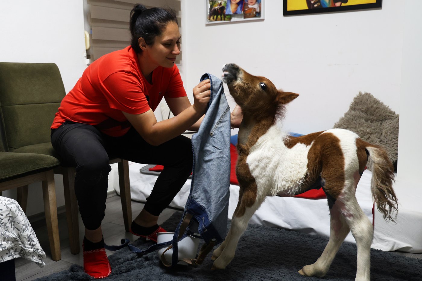A month-old pony moves to a 4th-floor apartment in Croatia. Neighbors don't mind | iNFOnews.ca A month-old pony moves to a 4th-floor apartment in Croatia. Neighbors don't mind | iNFOnews.ca