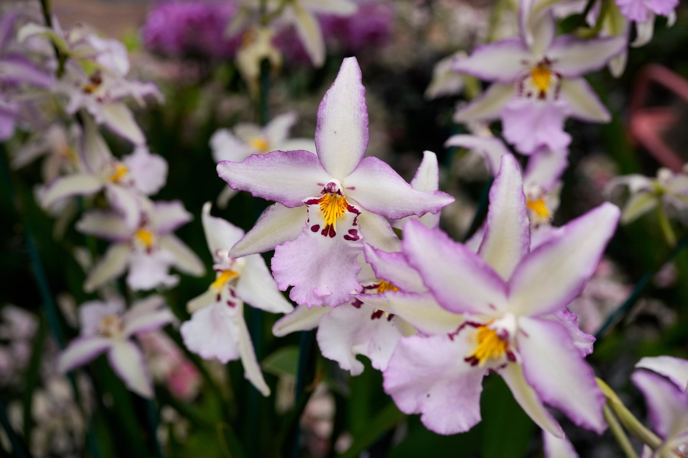 Annual orchids show brings vivid color to Chicago winter | iNFOnews.ca