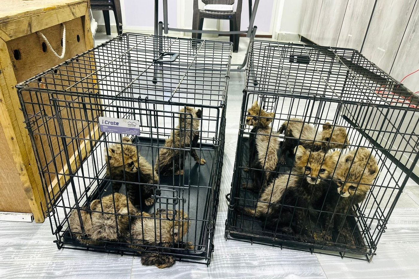 Cheetah cubs destined for illegal trade in exotic pets rescued in Somaliland | iNFOnews.ca