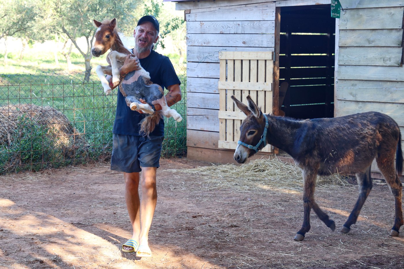A month-old pony moves to a 4th-floor apartment in Croatia. Neighbors don't mind | iNFOnews.ca A month-old pony moves to a 4th-floor apartment in Croatia. Neighbors don't mind | iNFOnews.ca
