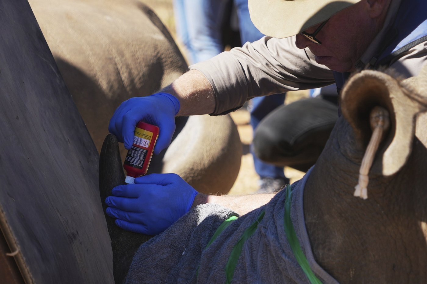Scientists in South Africa are making rhino horns radioactive to fight poaching | iNFOnews.ca