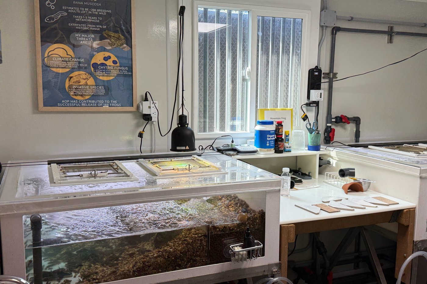 An endangered frog nursery in LA cares for hundreds of tadpoles until they're ready for the wild | iNFOnews.ca