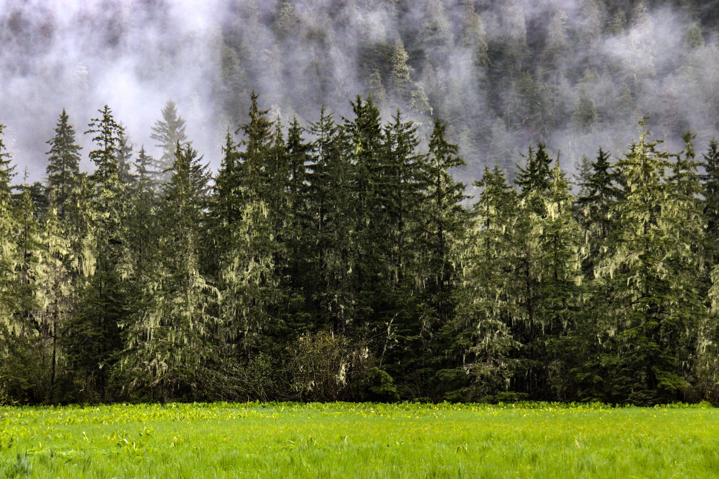 Southeast Alaskans largely critical of new direction on Tongass management plan, process | iNFOnews.ca