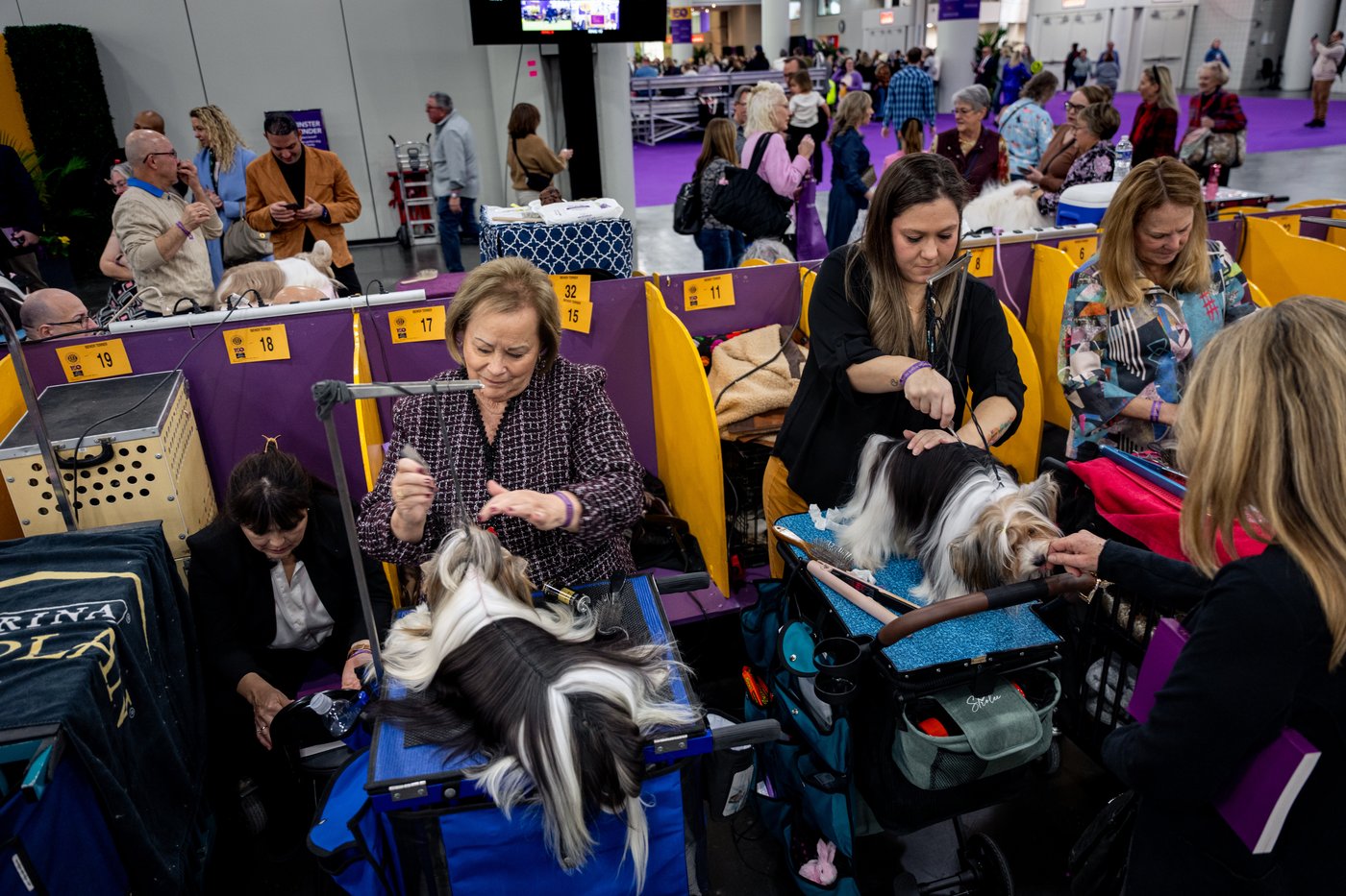 Photo Gallery: The Westminster dog show | iNFOnews.ca