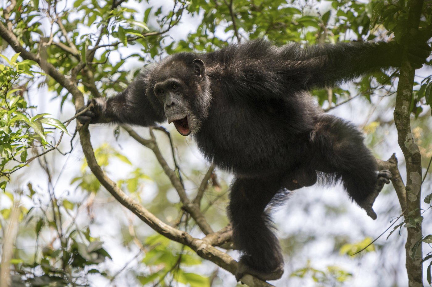 Chimpanzees drum with regular rhythm when they beat on tree trunks, a form of ancient communication | iNFOnews.ca