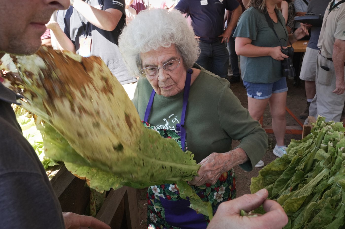 Whether 'stringing' or 'looping,' tobacco is the tie that binds many North Carolina farm families | iNFOnews.ca Whether 'stringing' or 'looping,' tobacco is the tie that binds many North Carolina farm families | iNFOnews.ca