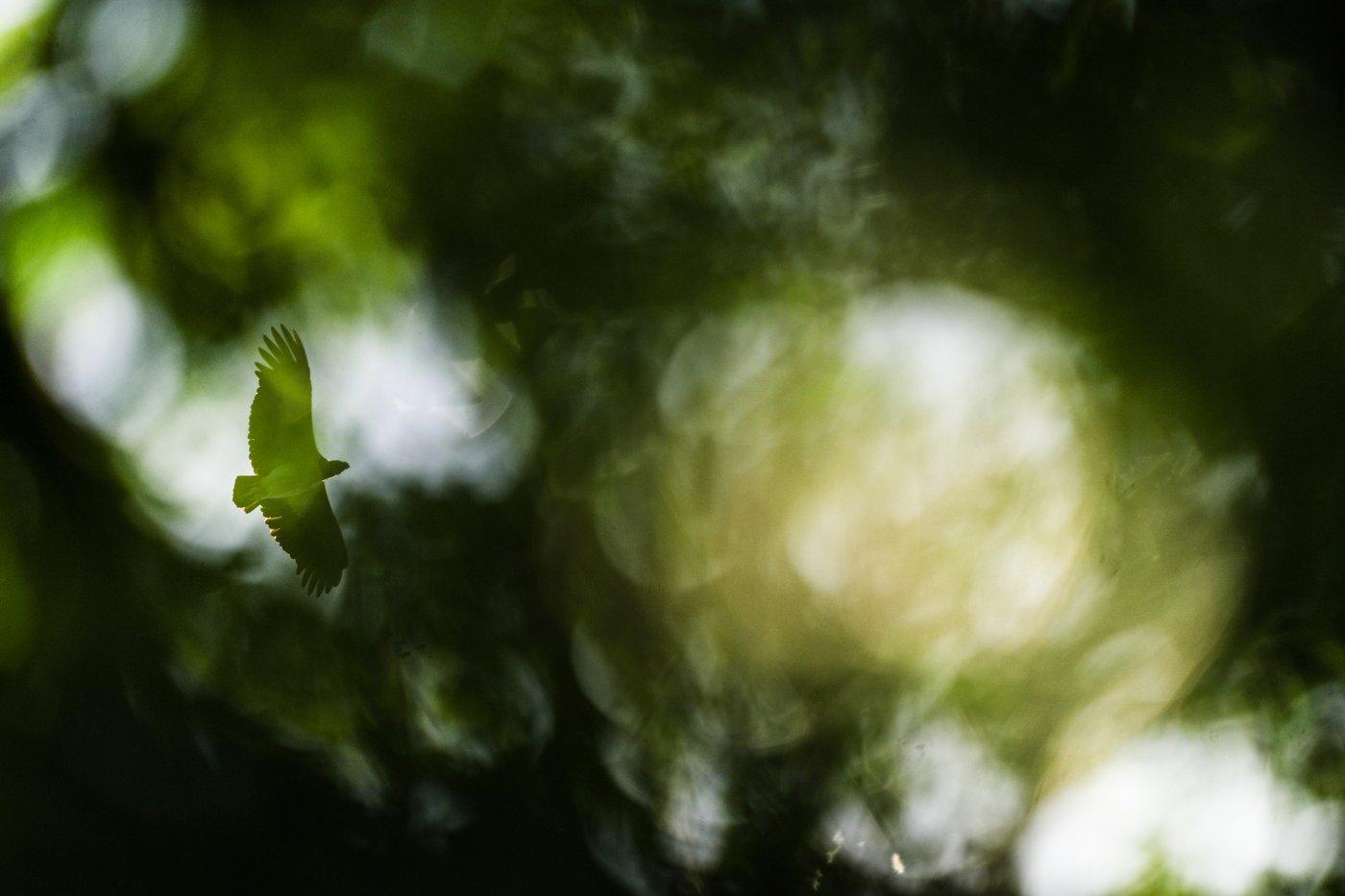 Suriname’s Saamaka tribe turns to mapping and documenting in effort to protect the Amazon rainforest | iNFOnews.ca Suriname’s Saamaka tribe turns to mapping and documenting in effort to protect the Amazon rainforest | iNFOnews.ca