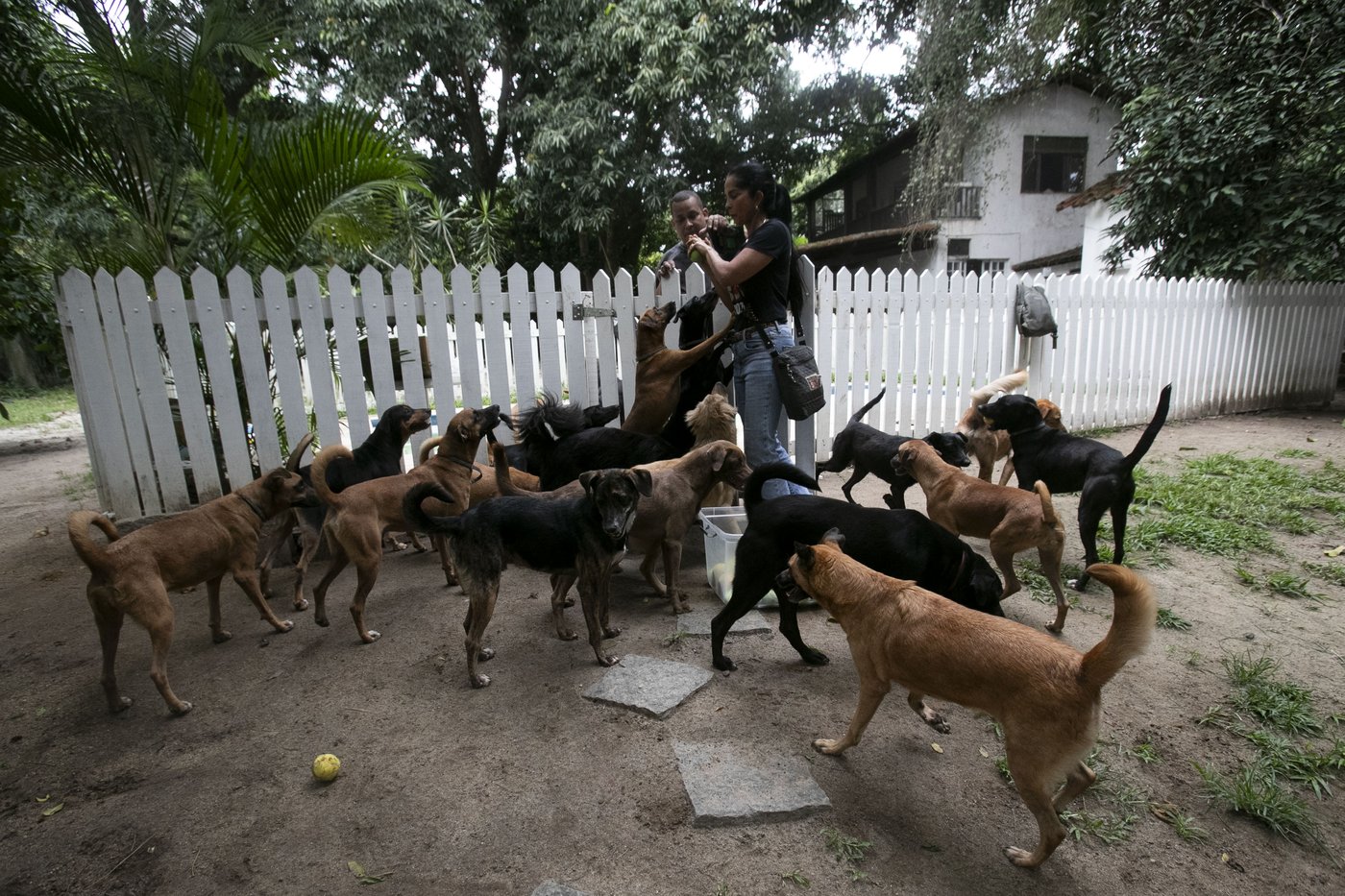 These Brazilian caramel-colored stray dogs were long overlooked. Now, they're having a major moment | iNFOnews.ca