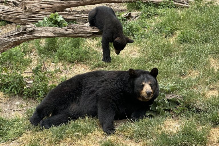 Woman attacked by bear while walking dog in Squamish, B.C., wildlife area | iNFOnews.ca