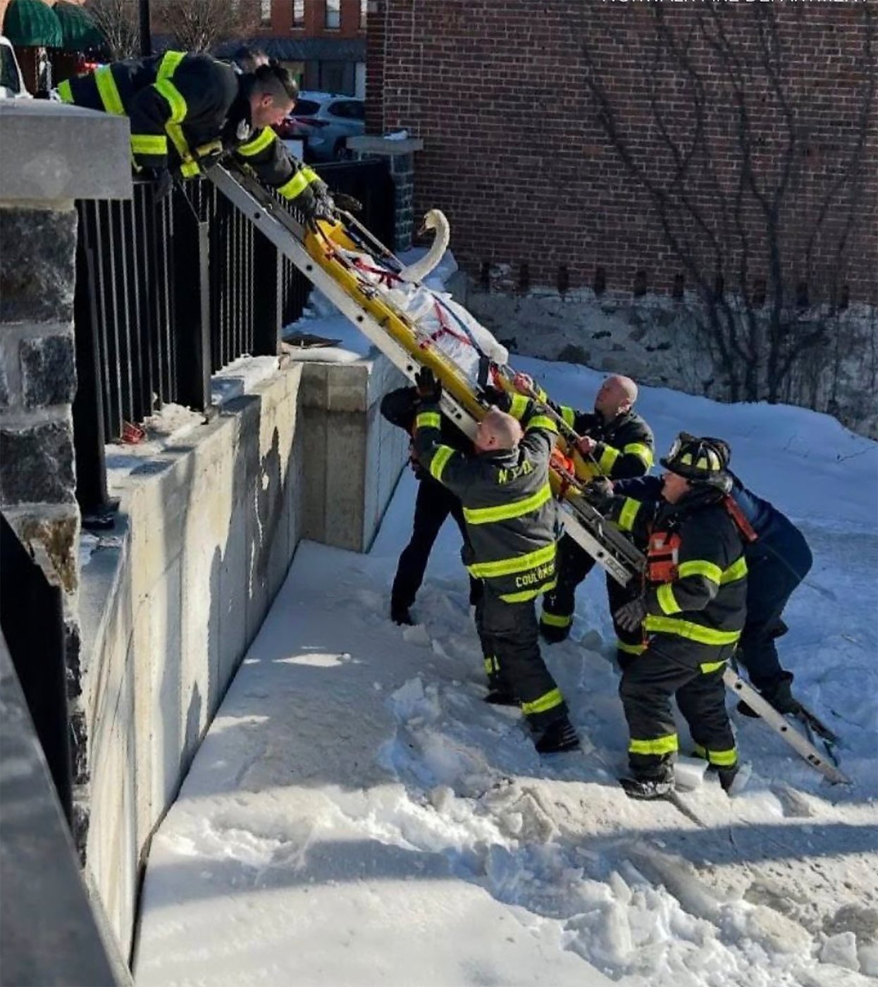 Firefighters rescue swan stuck in frozen Connecticut river | iNFOnews.ca