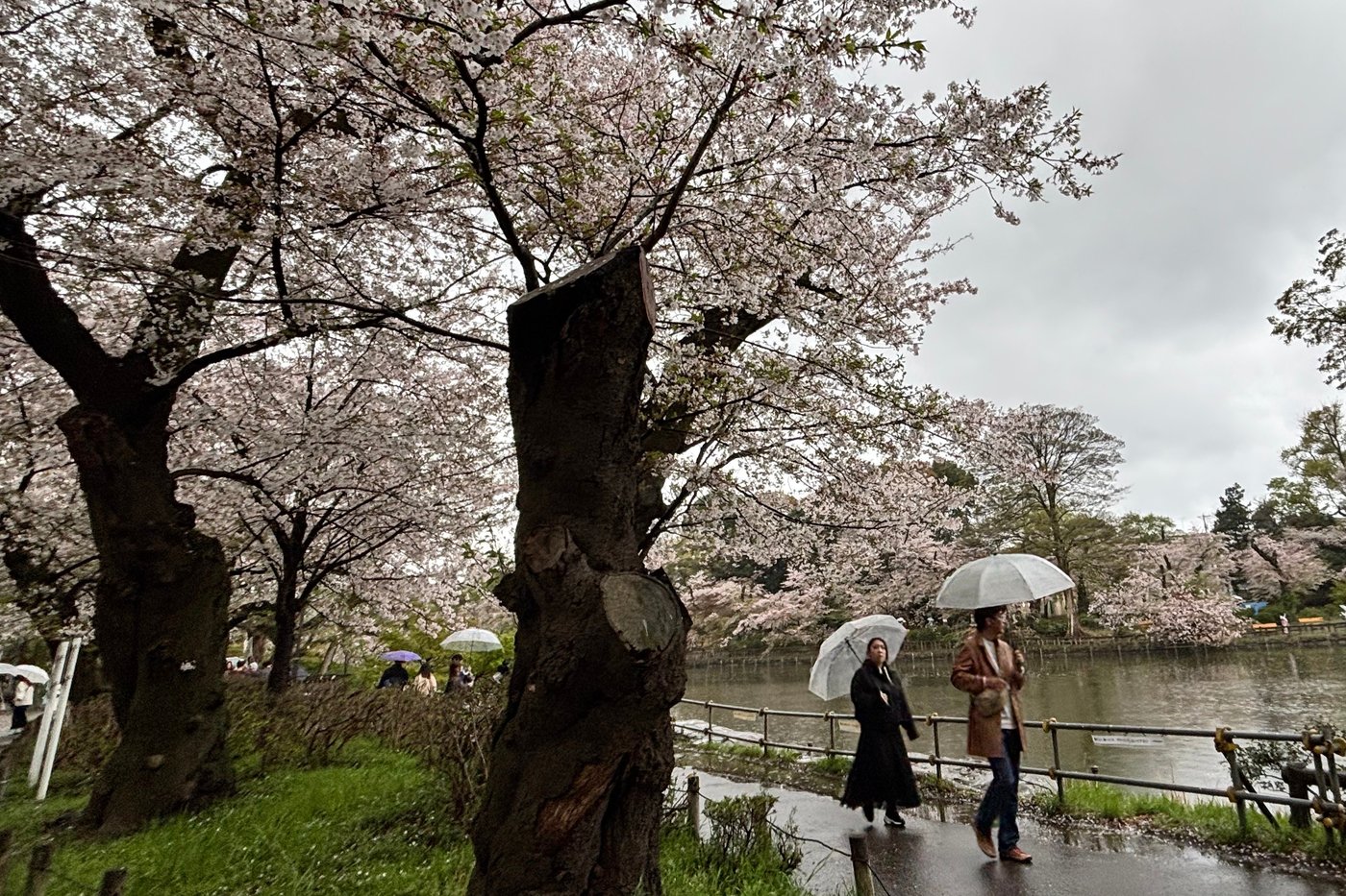 Collapse of Tokyo's aging cherry blossom trees during viewing season raises safety concerns | iNFOnews.ca
