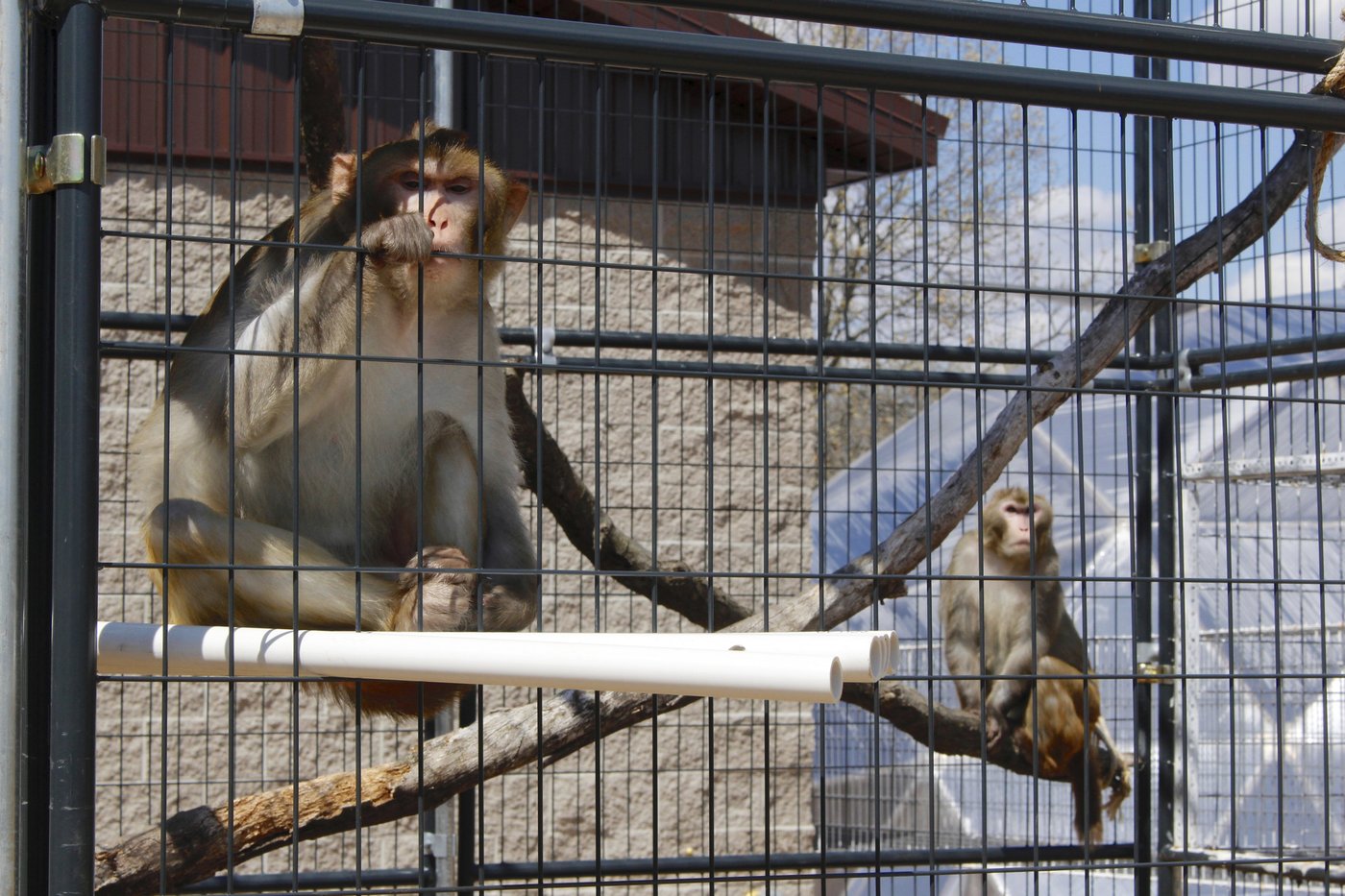 Monkeys that escaped a lab are a species used for human research since the 1800s | iNFOnews.ca Monkeys that escaped a lab are a species used for human research since the 1800s | iNFOnews.ca
