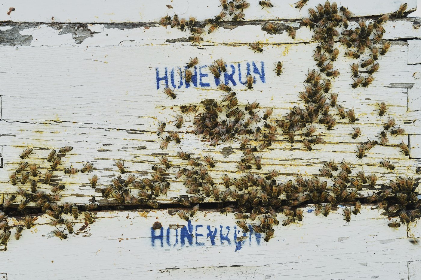 Bees have some ways to cope with a warming Earth, but researchers fear for their future | iNFOnews.ca Bees have some ways to cope with a warming Earth, but researchers fear for their future | iNFOnews.ca
