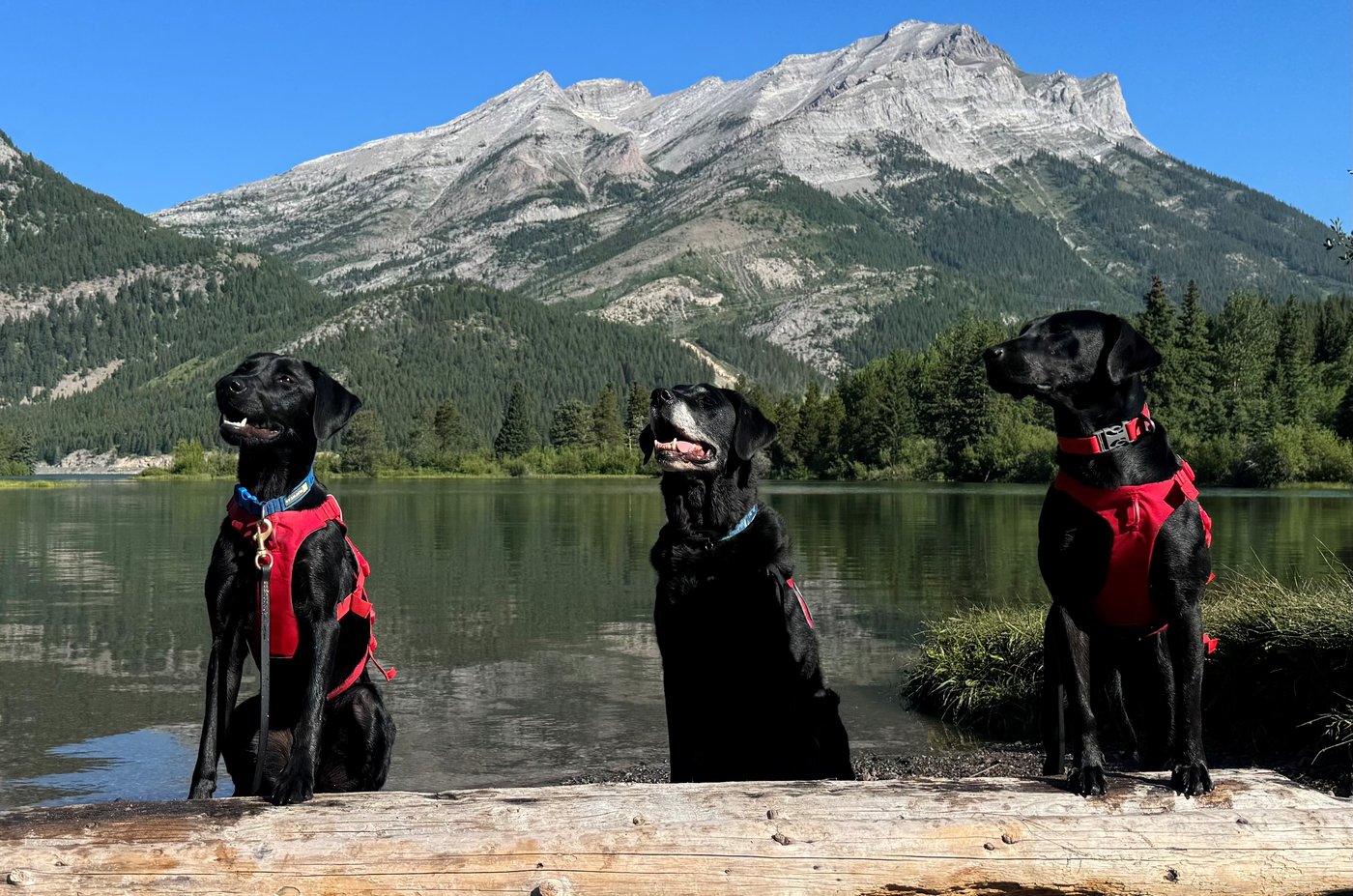 In the news today: WestJet strike looms, alert reforms, who let the dogs out? | iNFOnews.ca