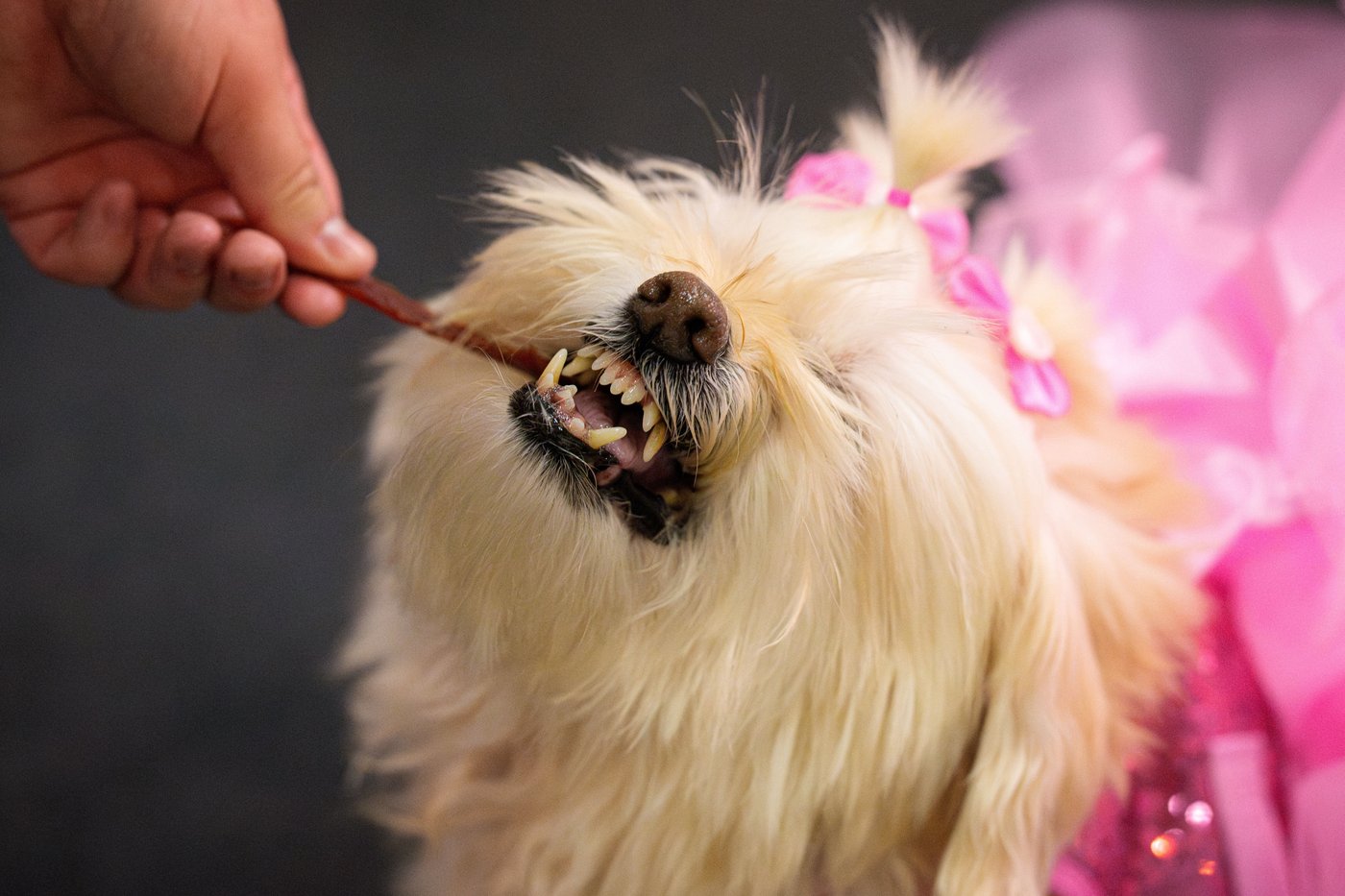 Photos of pets dressed up in costumes for Romania’s annual animal expo | iNFOnews.ca