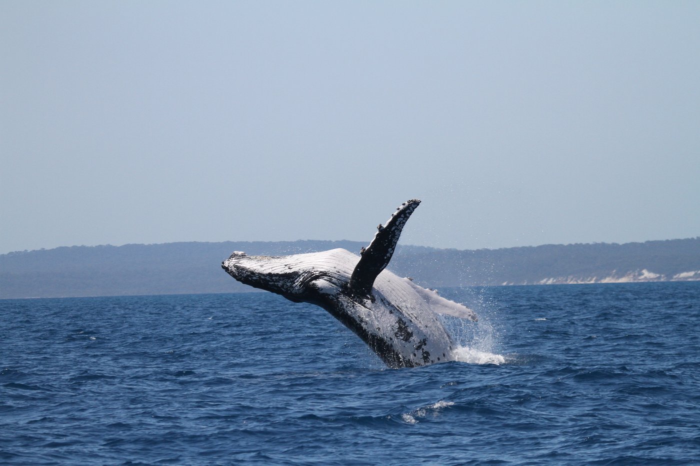 Two humpback whales set records swimming between Australia and Brazil | iNFOnews.ca Two humpback whales set records swimming between Australia and Brazil | iNFOnews.ca