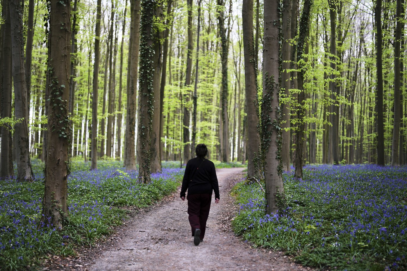 Bluebells and other spring flowers can be nature's antidote to stressful times | iNFOnews.ca Bluebells and other spring flowers can be nature's antidote to stressful times | iNFOnews.ca
