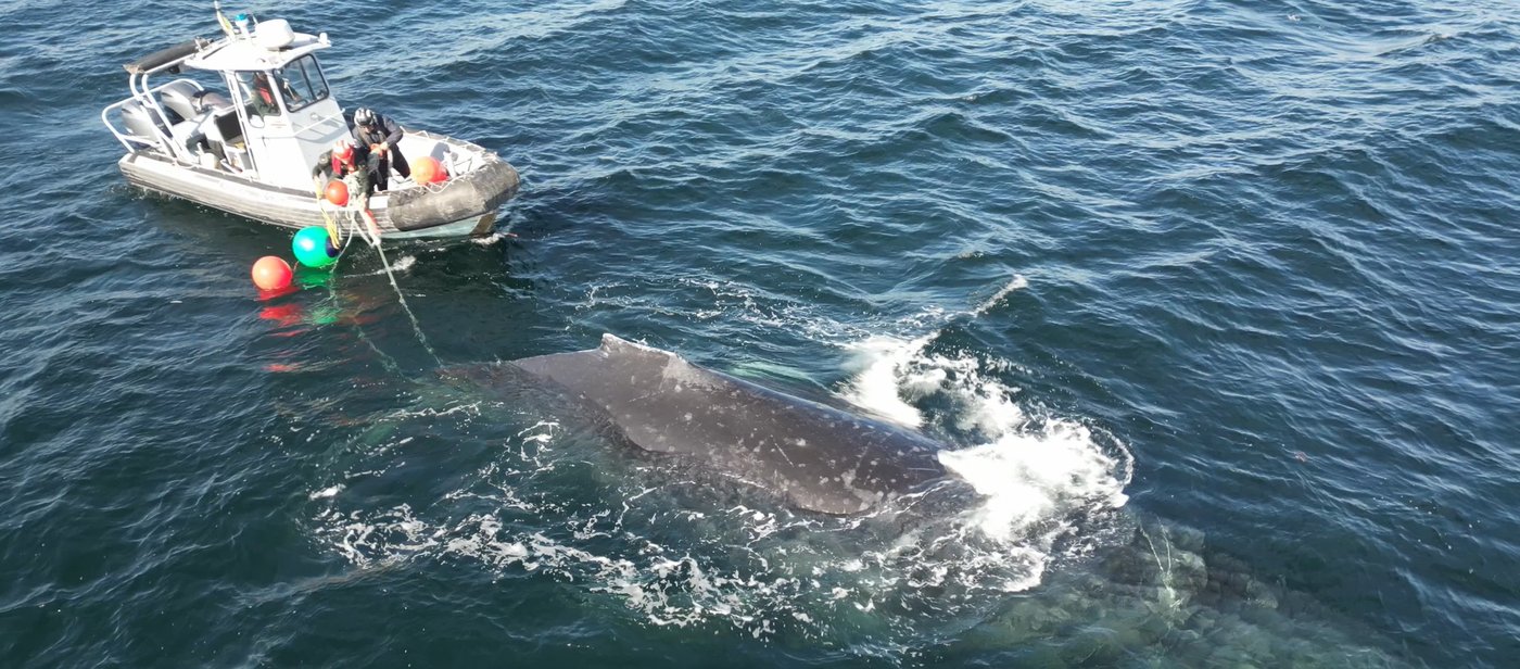 Crew unravels humpback whale from rope and fishing gear off B.C.'s coast | iNFOnews.ca