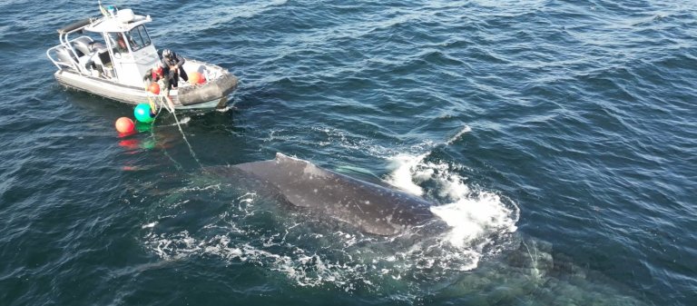 Crew unravels humpback whale from rope and fishing gear off B.C.'s coast | iNFOnews.ca